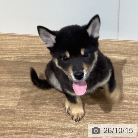 鳥取県の柴犬(標準サイズ) (ペッツワン 日吉津店/2026年7月30日生まれ/男の子/黒)の子犬の3枚目の画像