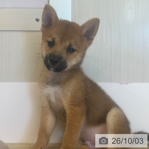 柴の写真