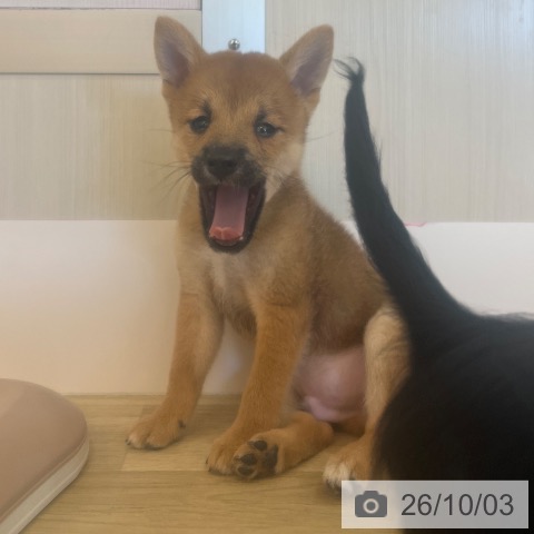 柴の写真