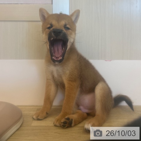 柴の写真