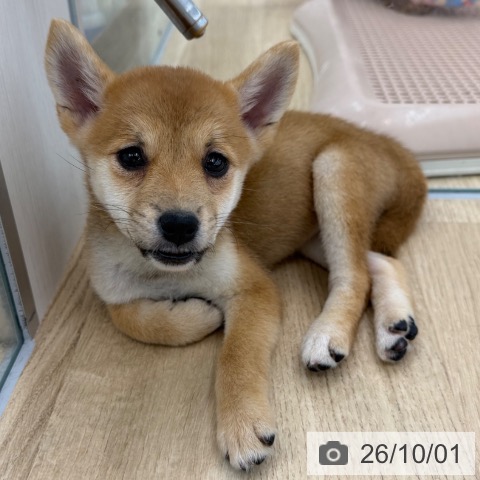大阪府の柴犬(標準サイズ) (ペットプラス 松原店/2026年7月27日生まれ/女の子/赤)の子犬の3枚目の画像
