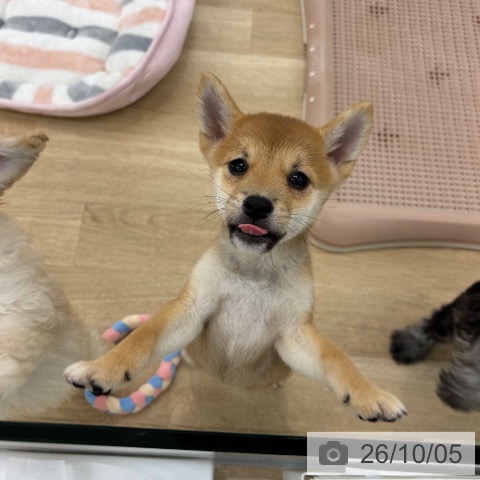 大阪府の柴犬(標準サイズ) (ペットプラス 松原店/2026年7月27日生まれ/女の子/赤)の子犬の4枚目の画像