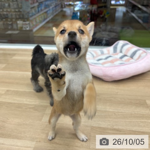 大阪府の柴犬(標準サイズ) (ペットプラス 松原店/2026年7月27日生まれ/女の子/赤)の子犬の3枚目の画像
