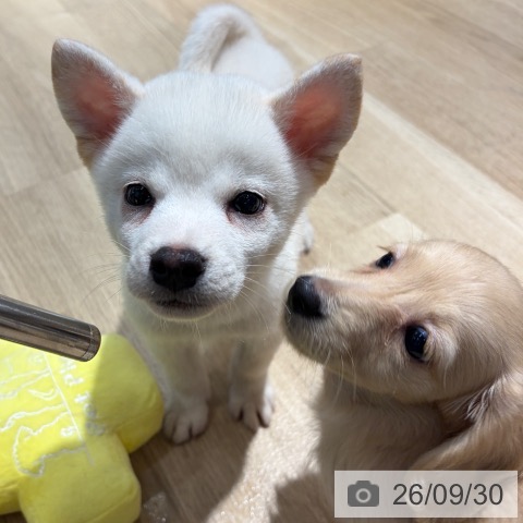 大阪府の柴犬(標準サイズ) (ペットプラス イオン大日店/2026年7月24日生まれ/男の子/白)の子犬の4枚目の画像