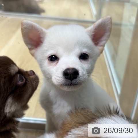 大阪府の柴犬(標準サイズ) (ペットプラス イオン大日店/2026年7月24日生まれ/男の子/白)の子犬の3枚目の画像