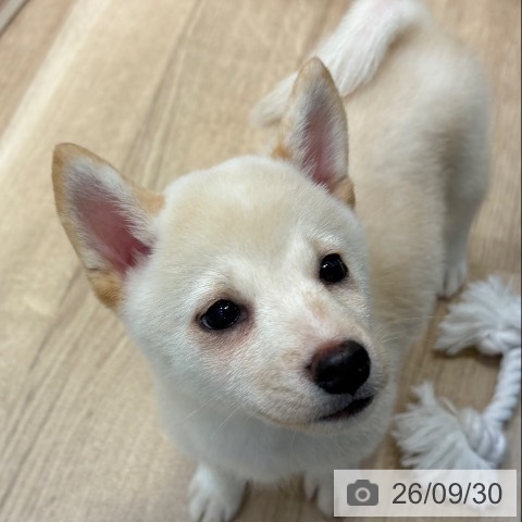 柴の写真