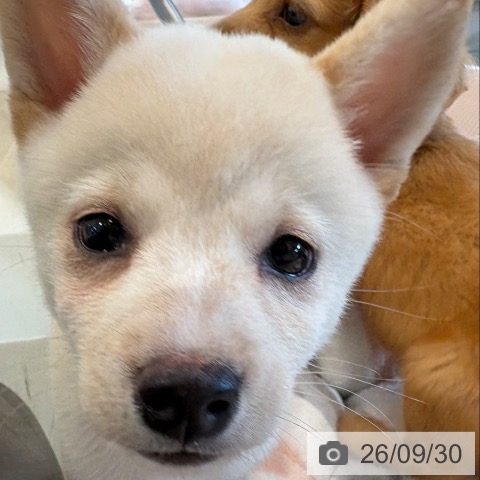 柴の写真