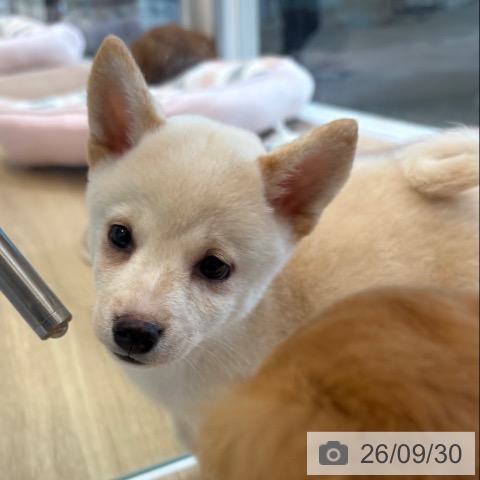 柴の写真