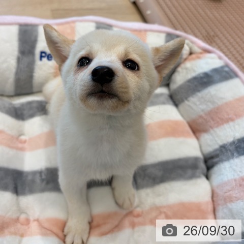柴の写真