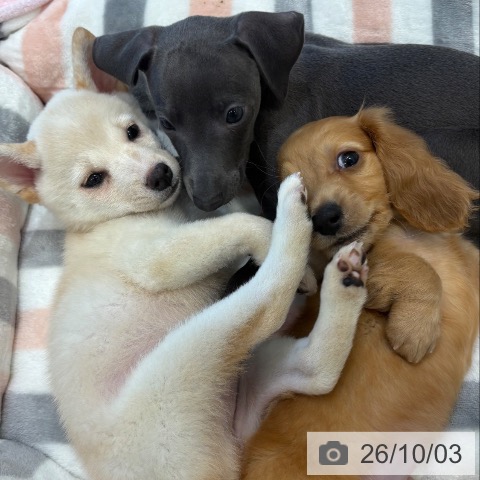 柴の写真