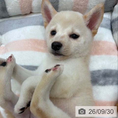 大阪府の柴犬(標準サイズ) (ペットプラス 堺北花田店/2026年7月24日生まれ/女の子/白)の子犬の4枚目の画像