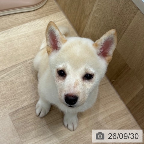 大阪府の柴犬(標準サイズ) (ペットプラス 堺北花田店/2026年7月24日生まれ/女の子/白)の子犬の3枚目の画像