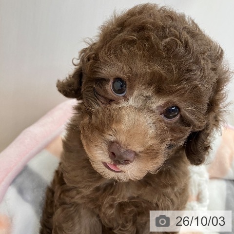 兵庫県のトイプードル(トイ) (ペットプラス 明石店/2026年7月31日生まれ/男の子/ブラウン)の子犬の4枚目の画像