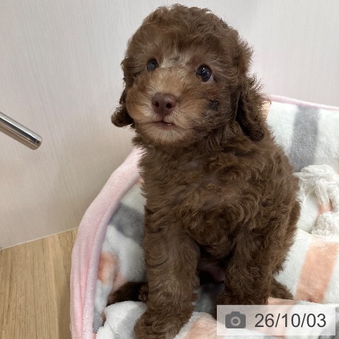 兵庫県のトイプードル(トイ) (ペットプラス 明石店/2026年7月31日生まれ/男の子/ブラウン)の子犬の3枚目の画像