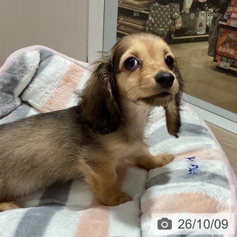 徳島県のミニチュアダックスフンド(ロング) (ペットプラス 徳島店/2026年7月31日生まれ/男の子/シェーデットレッド)の子犬の3枚目の画像