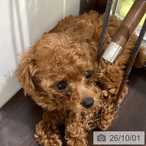 鳥取県のトイプードル(トイ) (ペッツワン 日吉津店/2026年7月31日生まれ/女の子/レッド)の子犬の3枚目の画像