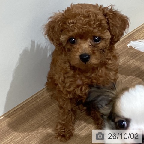 鳥取県のトイプードル(トイ) (ペッツワン 日吉津店/2026年7月31日生まれ/女の子/レッド)の子犬の4枚目の画像