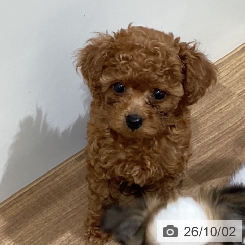 鳥取県のトイプードル(トイ) (ペッツワン 日吉津店/2026年7月31日生まれ/女の子/レッド)の子犬の3枚目の画像