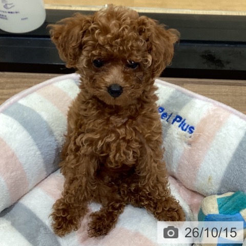 鳥取県のトイプードル(トイ) (ペッツワン 日吉津店/2026年7月31日生まれ/女の子/レッド)の子犬の3枚目の画像
