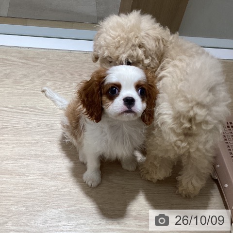 徳島県のキャバリアキングチャールズスパニエル (ペットプラス 徳島店/2026年7月29日生まれ/男の子/ブレンハイム)の子犬の4枚目の画像