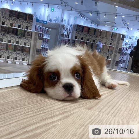 徳島県のキャバリアキングチャールズスパニエル (ペットプラス 徳島店/2026年7月29日生まれ/男の子/ブレンハイム)の子犬の3枚目の画像