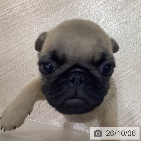 岡山県のパグ (ペットプラス 岡山店/2026年7月30日生まれ/男の子/フォーン)の子犬の4枚目の画像