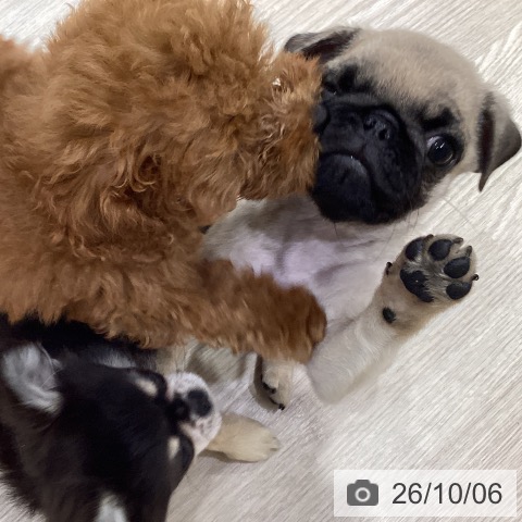 岡山県のパグ (ペットプラス 岡山店/2026年7月30日生まれ/男の子/フォーン)の子犬の3枚目の画像