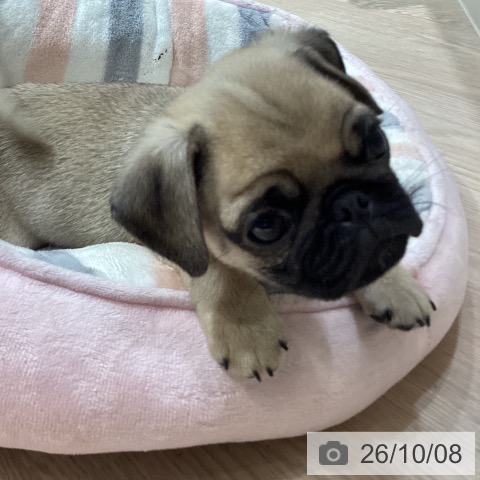 岡山県のパグ (ペットプラス 岡山店/2026年7月30日生まれ/男の子/フォーン)の子犬の3枚目の画像