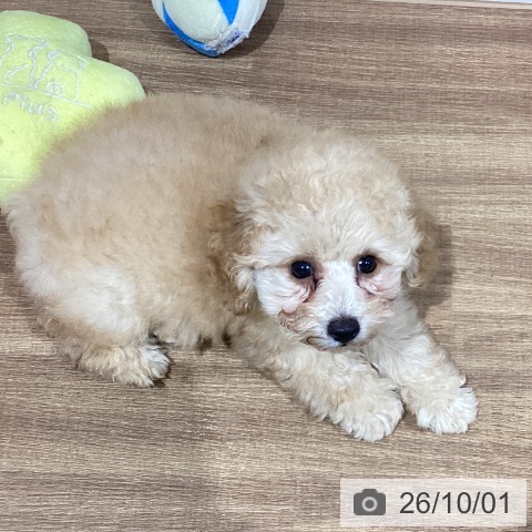 鳥取県のトイプードル(トイ) (ペッツワン 日吉津店/2026年8月1日生まれ/男の子/ペールフォーン)の子犬の4枚目の画像