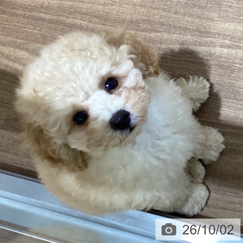 鳥取県のトイプードル(トイ) (ペッツワン 日吉津店/2026年8月1日生まれ/男の子/ペールフォーン)の子犬の3枚目の画像