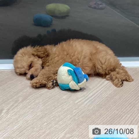岡山県のトイプードル(トイ) (ペットプラス 岡山店/2026年8月1日生まれ/男の子/オレンジフォーン)の子犬の3枚目の画像