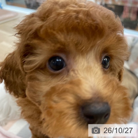 愛媛県のトイプードル(トイ) (ペットプラス 新居浜店/2026年8月4日生まれ/男の子/レッド)の子犬の4枚目の画像