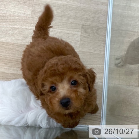 愛媛県のトイプードル(トイ) (ペットプラス 新居浜店/2026年8月4日生まれ/男の子/レッド)の子犬の3枚目の画像