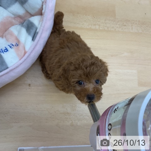 香川県のトイプードル(トイ) (ペットプラス 綾川店/2026年8月4日生まれ/男の子/レッド)の子犬の4枚目の画像