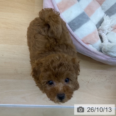 香川県のトイプードル(トイ) (ペットプラス 綾川店/2026年8月4日生まれ/男の子/レッド)の子犬の3枚目の画像