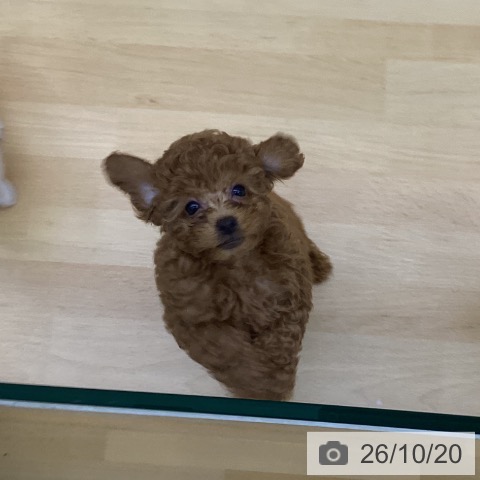 香川県のトイプードル(トイ) (ペットプラス 綾川店/2026年8月4日生まれ/男の子/レッド)の子犬の3枚目の画像