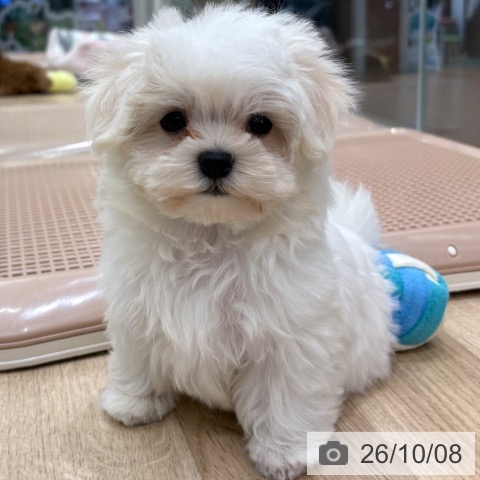 マルチーズの写真