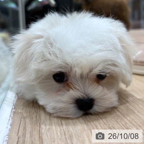 マルチーズの写真