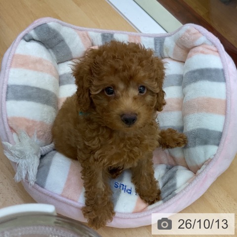 岡山県のトイプードル(トイ) (ペッツワン 岡山南店/2026年8月3日生まれ/男の子/レッド)の子犬の4枚目の画像