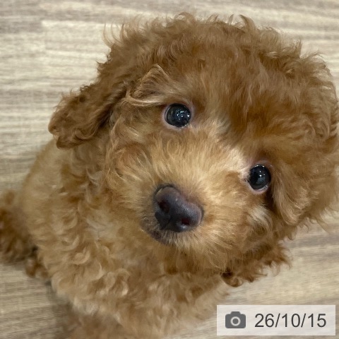 岡山県のトイプードル(トイ) (ペッツワン 岡山南店/2026年8月3日生まれ/男の子/レッド)の子犬の3枚目の画像