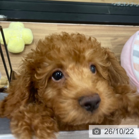 岡山県のトイプードル(トイ) (ペッツワン 岡山南店/2026年8月3日生まれ/男の子/レッド)の子犬の3枚目の画像