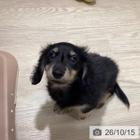 徳島県のカニンヘンダックスフンド(ロング) (ペットプラス 徳島店/2026年8月3日生まれ/男の子/ブラックイエロー)の子犬の3枚目の画像