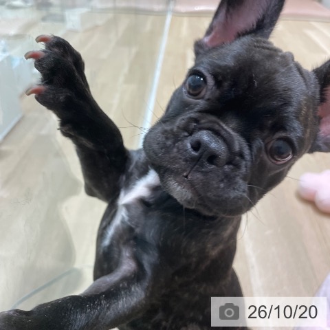 宮城県のフレンチブルドッグ (ペットプラス 仙台泉大沢店/2026年7月30日生まれ/男の子/ブリンドル)の子犬の4枚目の画像