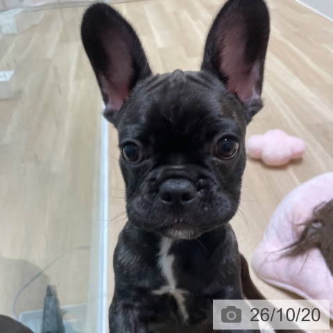 宮城県のフレンチブルドッグ (ペットプラス 仙台泉大沢店/2026年7月30日生まれ/男の子/ブリンドル)の子犬の3枚目の画像