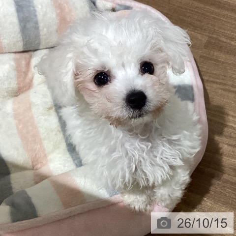鳥取県のビションフリーゼ (ペッツワン 日吉津店/2026年8月5日生まれ/男の子/ホワイト)の子犬の4枚目の画像