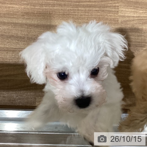 鳥取県のビションフリーゼ (ペッツワン 日吉津店/2026年8月5日生まれ/男の子/ホワイト)の子犬の3枚目の画像