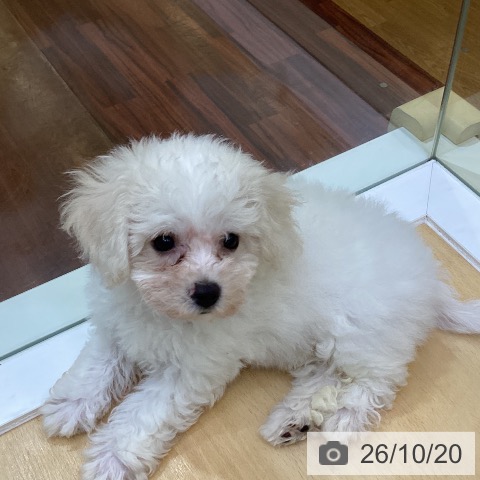 香川県のビションフリーゼ (ペットプラス 綾川店/2026年8月5日生まれ/女の子/ホワイト)の子犬の3枚目の画像