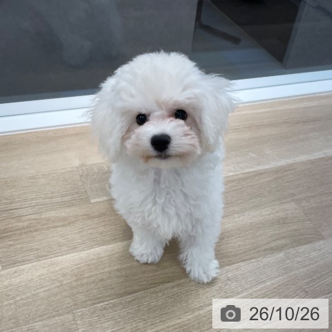 愛媛県のビションフリーゼ (ペットプラス 新居浜店/2026年8月5日生まれ/女の子/ホワイト)の子犬の4枚目の画像
