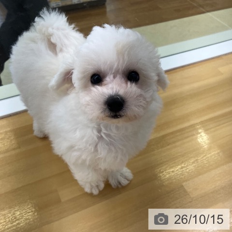 香川県のビションフリーゼ (ペットプラス 高松店/2026年8月5日生まれ/女の子/ホワイト)の子犬の3枚目の画像
