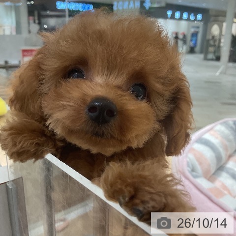 神奈川県のトイプードル(トイ) (ペットプラス 湘南平塚店/2026年8月6日生まれ/男の子/レッドフォーン)の子犬の4枚目の画像